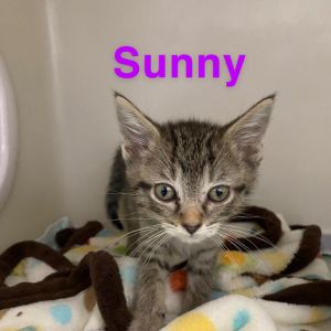 Sunny Domestic Short Hair Cat