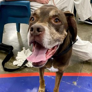 Samson, Adult Male Boxer