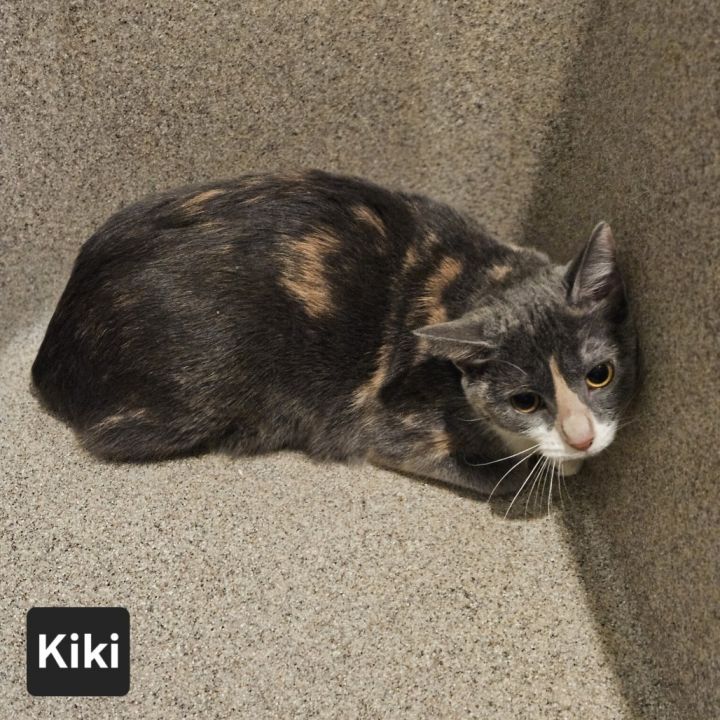 Kiki 2