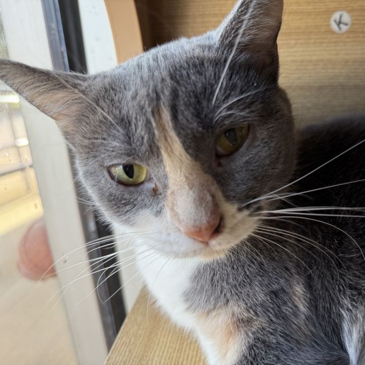 Kiki 3