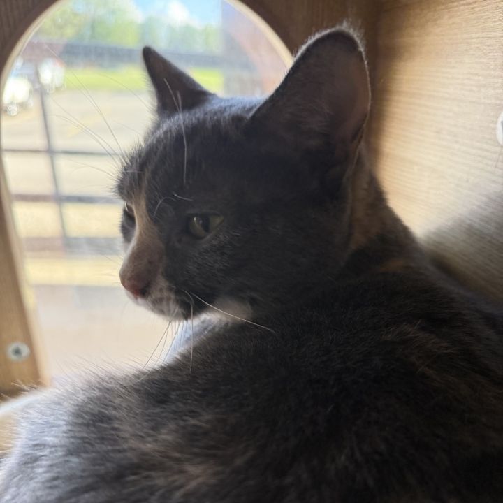 Kiki 4