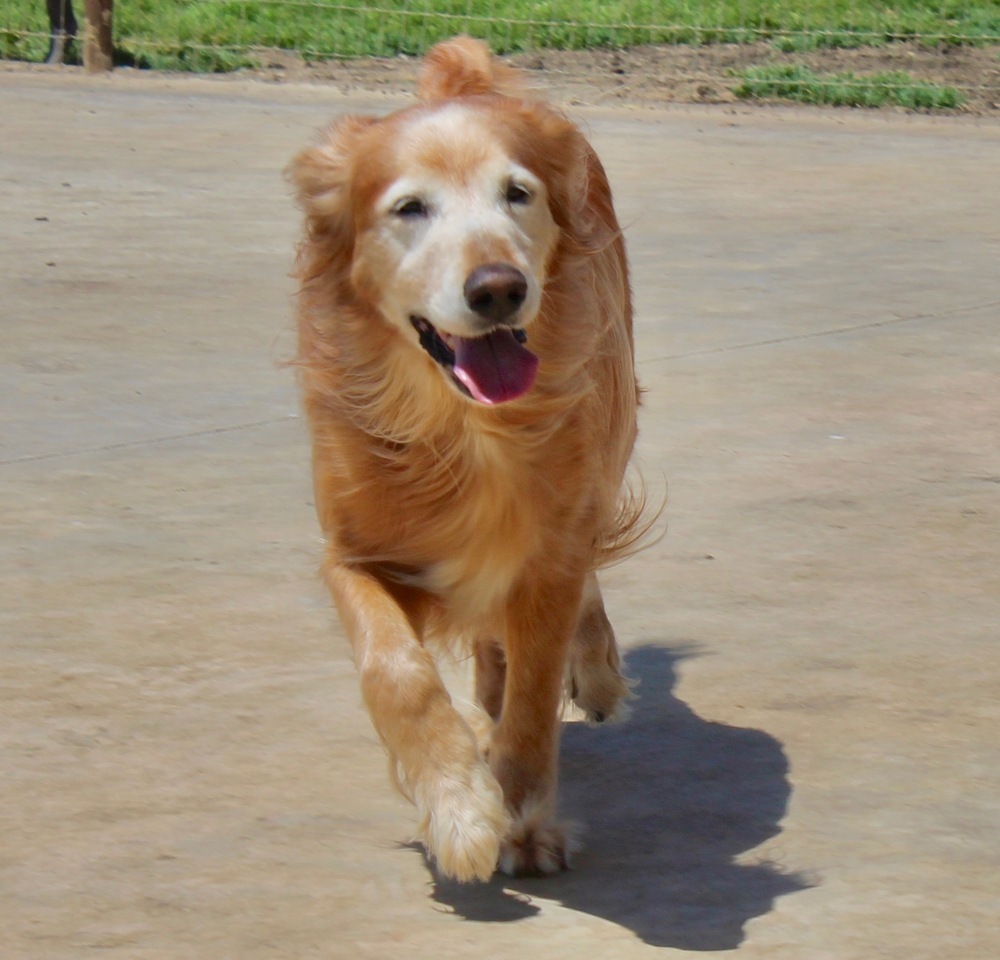 Lucy (temporary foster needed only, bonded to Jezebel)