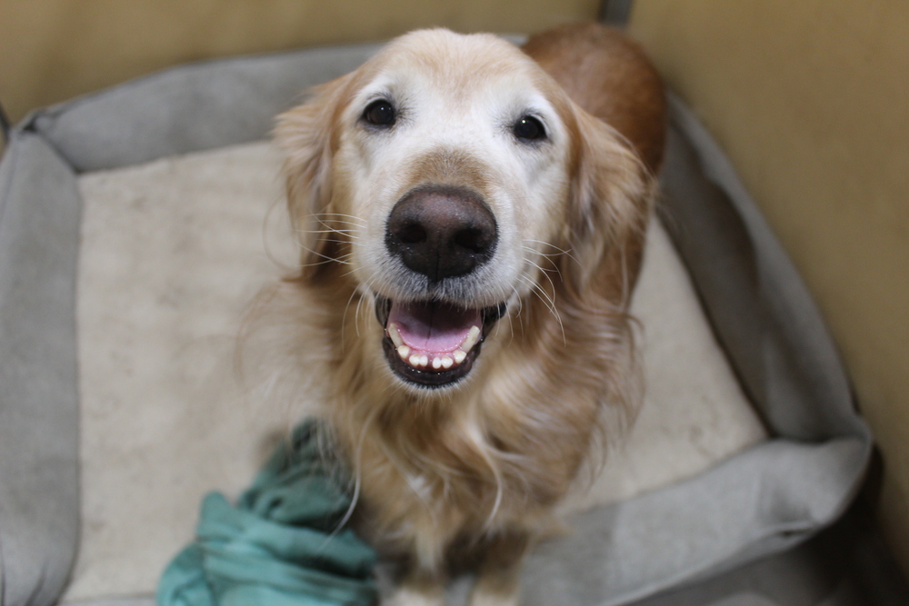 Lucy (temporary foster needed only, bonded to Jezebel)