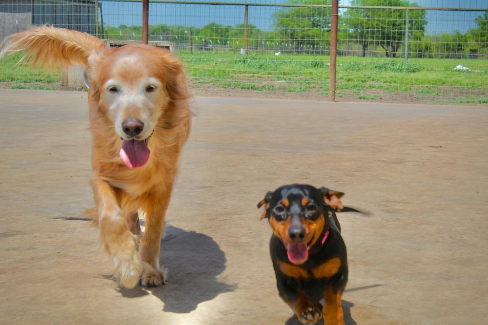Jezebel (temporary foster needed only, bonded to Lucy)