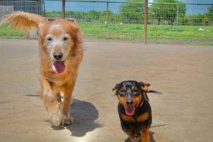 Jezebel (temporary foster needed only, bonded to Lucy)