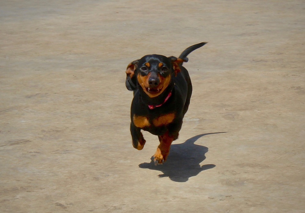 Jezebel (temporary foster needed only, bonded to Lucy)
