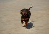 Jezebel (temporary foster needed only, bonded to Lucy) photo 2