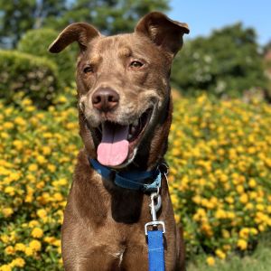 Remy 21527, Adult Male Mixed Breed