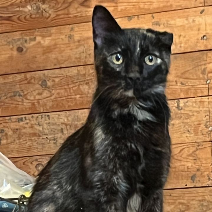Biscuit 1