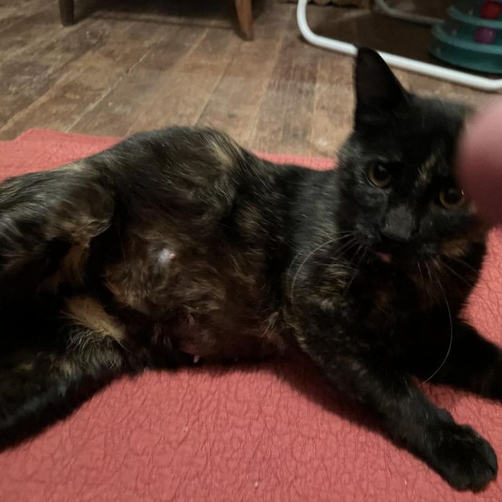 Biscuit 2