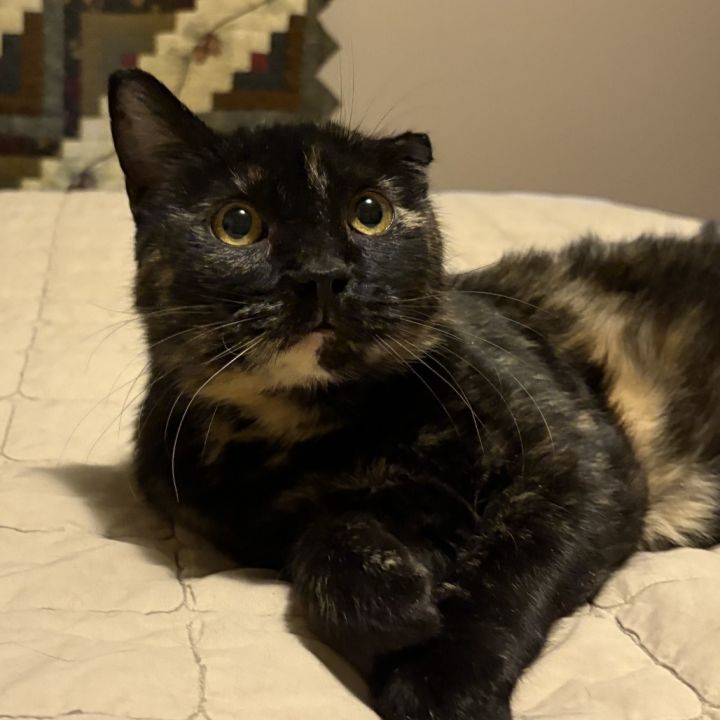 Biscuit 4