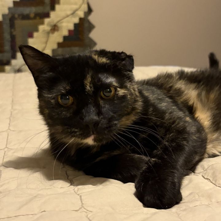 Biscuit 5