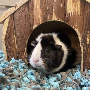 Winnie Guinea Pig Small & Furry