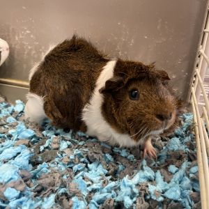 Heidi Guinea Pig Small & Furry