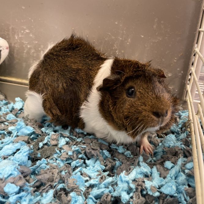 Heidi
