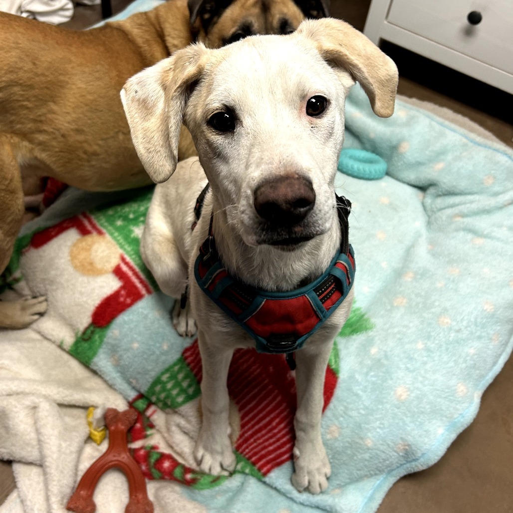 Cartier - Loves People & Dogs! Adopt $50
