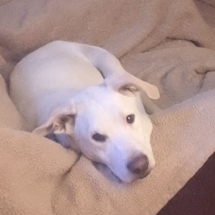 Cartier - Loves People & Dogs! Adopt $0! 2