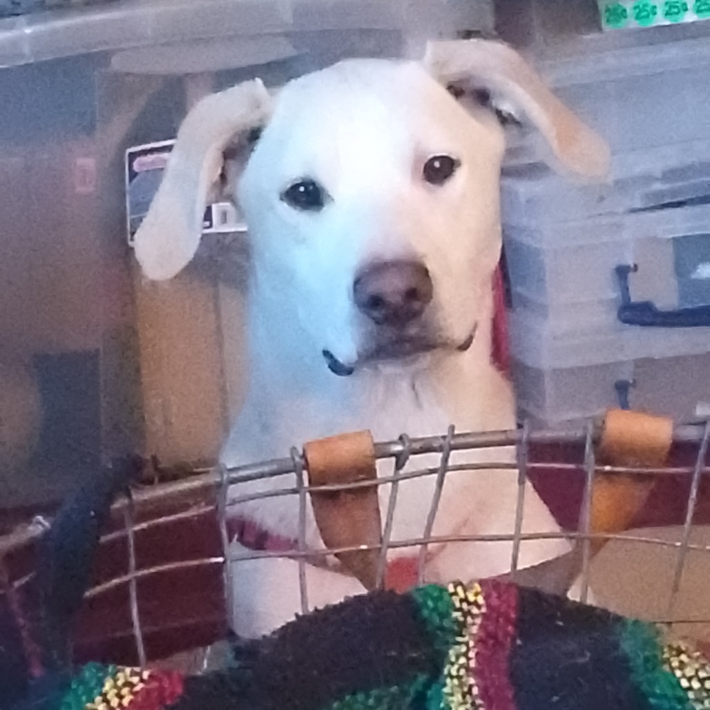 Cartier - Loves People & Dogs! Adopt $0!, an adoptable Shepherd in Flagstaff, AZ, 86004 | Photo Image 2