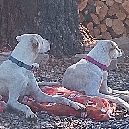 Cartier - Loves People & Dogs! Adopt $0!, an adoptable Shepherd in Flagstaff, AZ, 86004 | Photo Image 3