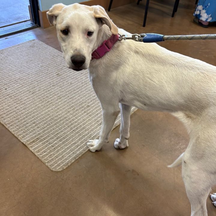 Cartier - Loves People & Dogs! Adopt $0! 4