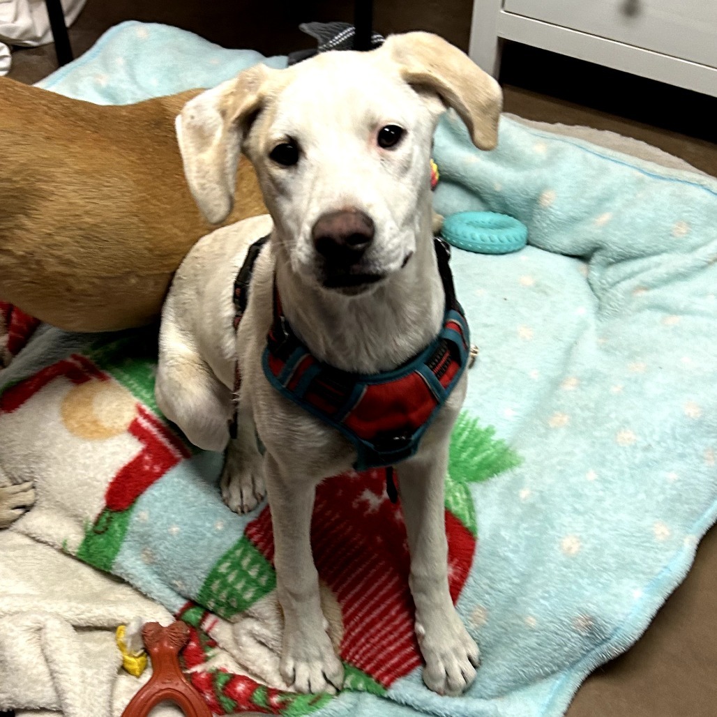 Cartier - Loves People & Dogs! Adopt $50