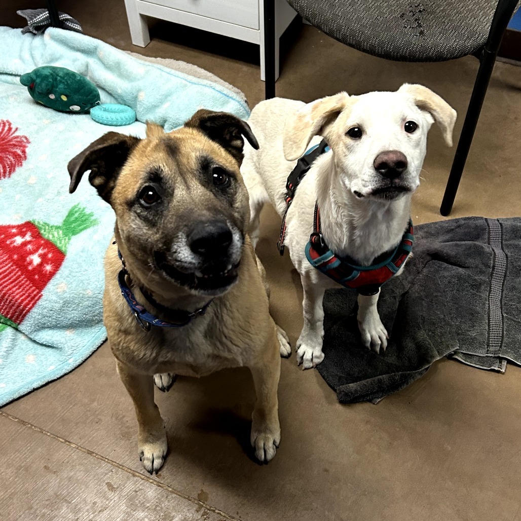 Cartier - Loves People & Dogs! Adopt $50