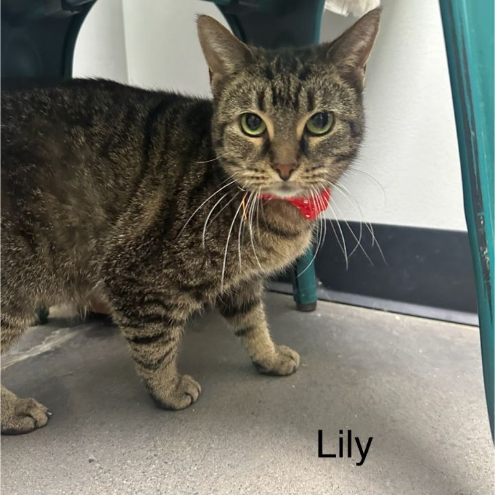 Lily 4
