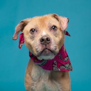 Meet Calico Critter Calico Critter is a 4-year-old sweetheart with a happy spirit medium energy a