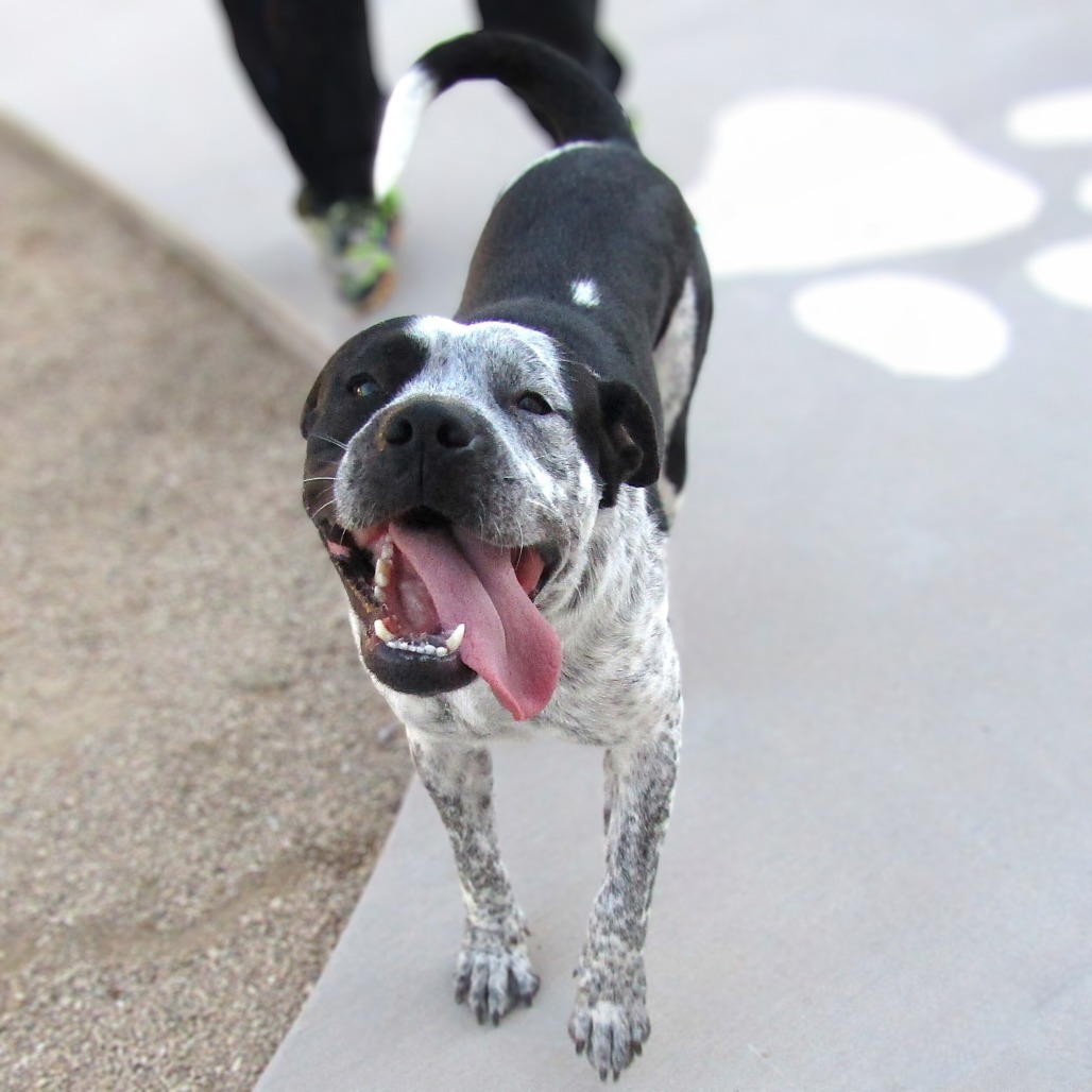 Wiggles, an adoptable Mixed Breed in Las Cruces, NM, 88012 | Photo Image 1