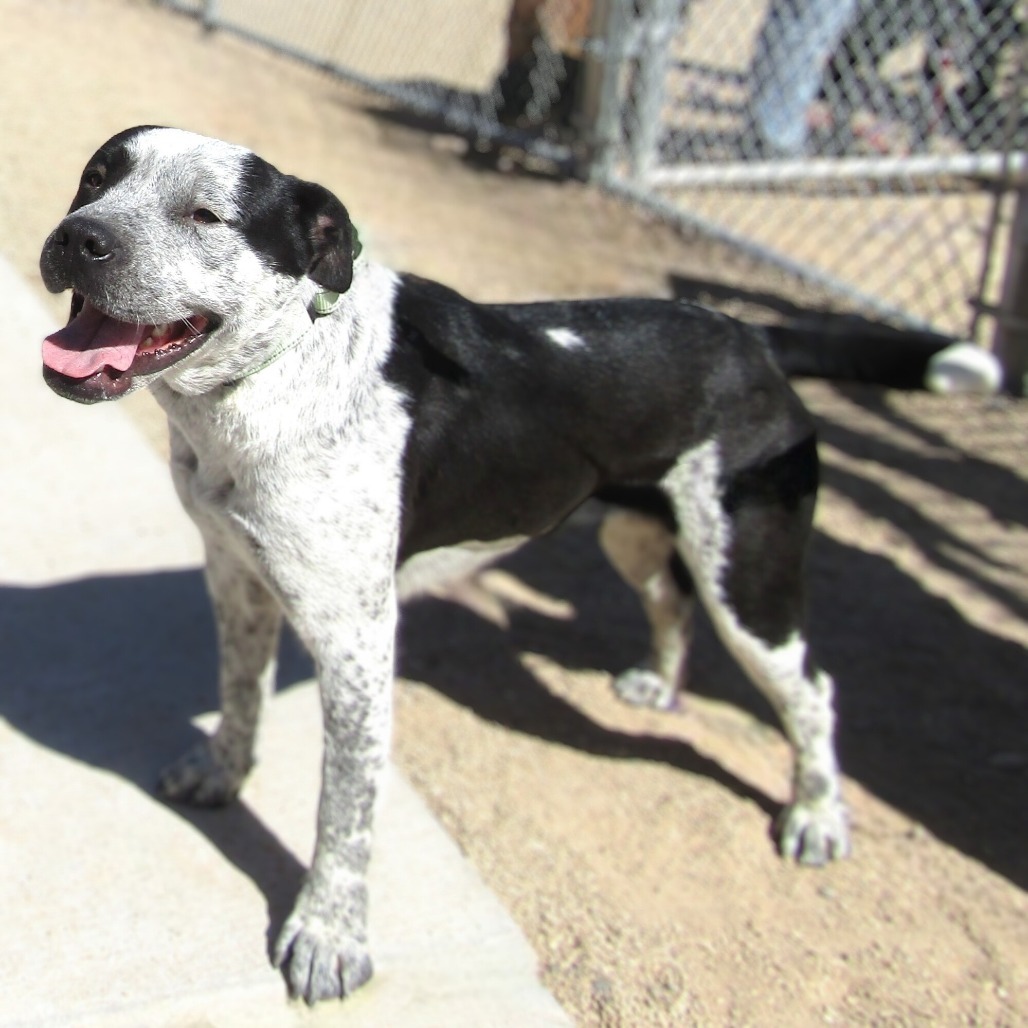 Wiggles, an adoptable Mixed Breed in Las Cruces, NM, 88012 | Photo Image 1
