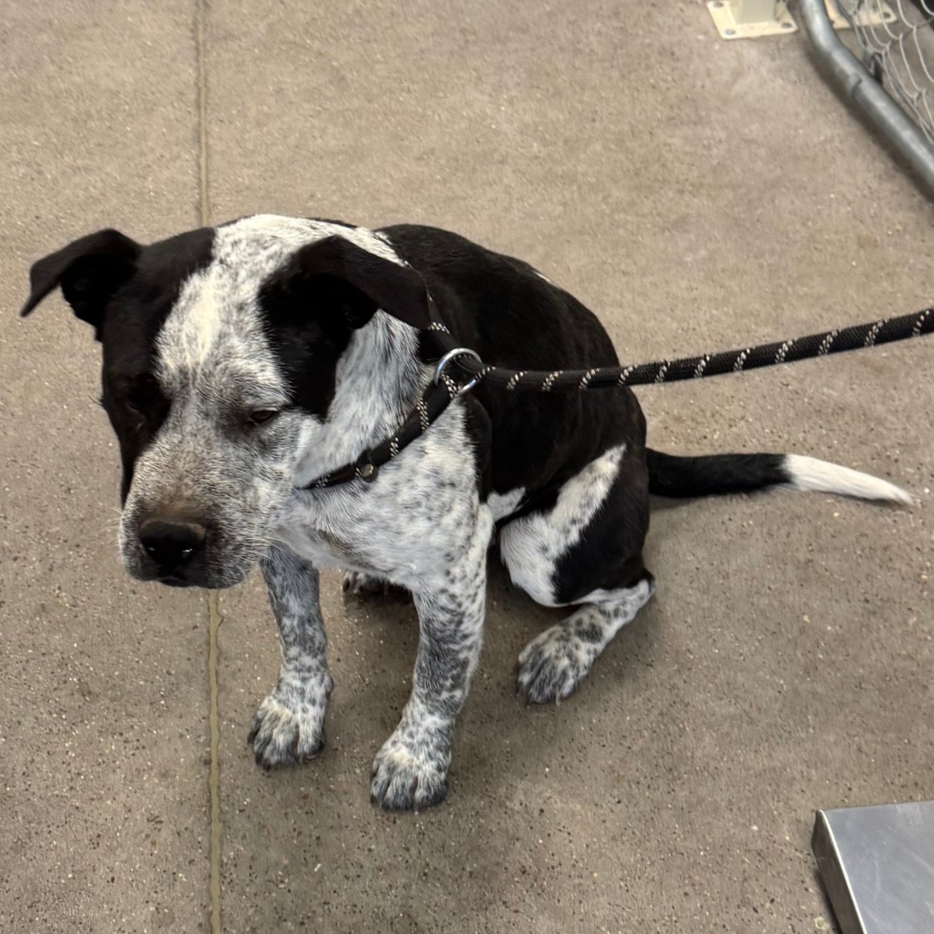 Wiggles, an adoptable Mixed Breed in Las Cruces, NM, 88012 | Photo Image 2