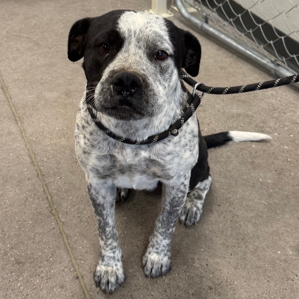 Wiggles, an adoptable Mixed Breed in Las Cruces, NM, 88012 | Photo Image 3