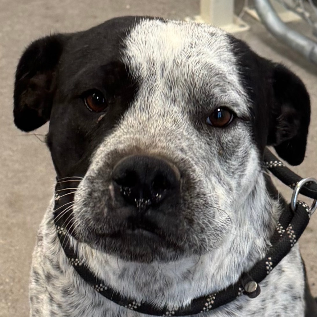 Wiggles, an adoptable Mixed Breed in Las Cruces, NM, 88012 | Photo Image 4
