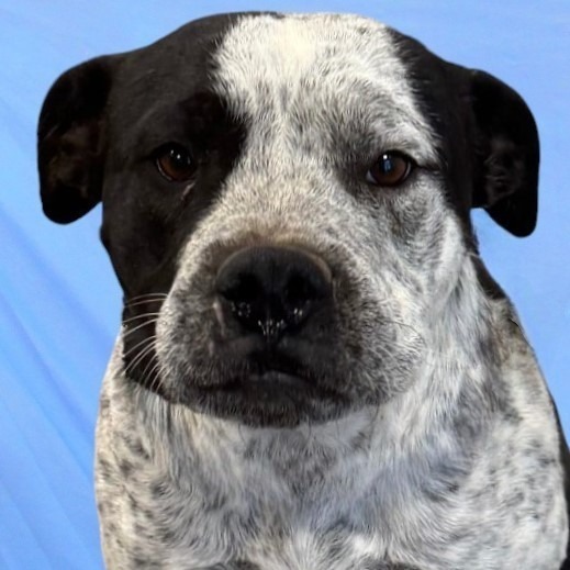 Wiggles, an adoptable Mixed Breed in Las Cruces, NM, 88012 | Photo Image 5