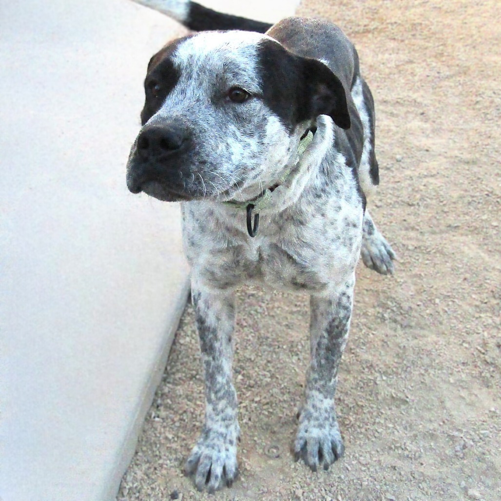 Wiggles, an adoptable Mixed Breed in Las Cruces, NM, 88012 | Photo Image 6
