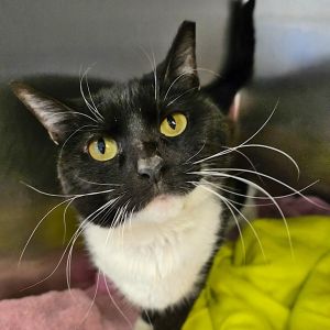 Skylar - available for Foster to Adopt, Senior Female unknown