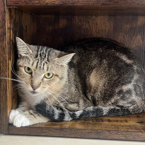 Hilda Domestic Short Hair Cat