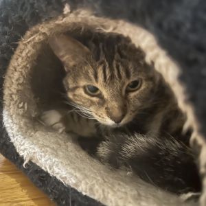 Hilda is currently in foster care and ready for adoption via our virtual process Learn more about h