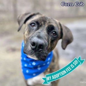 Corn Cob