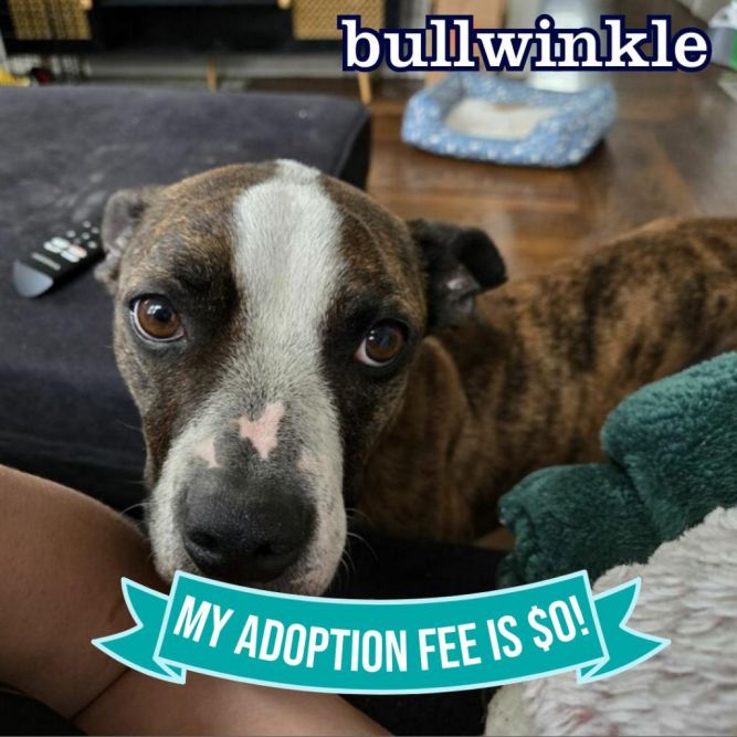 Bullwinkle