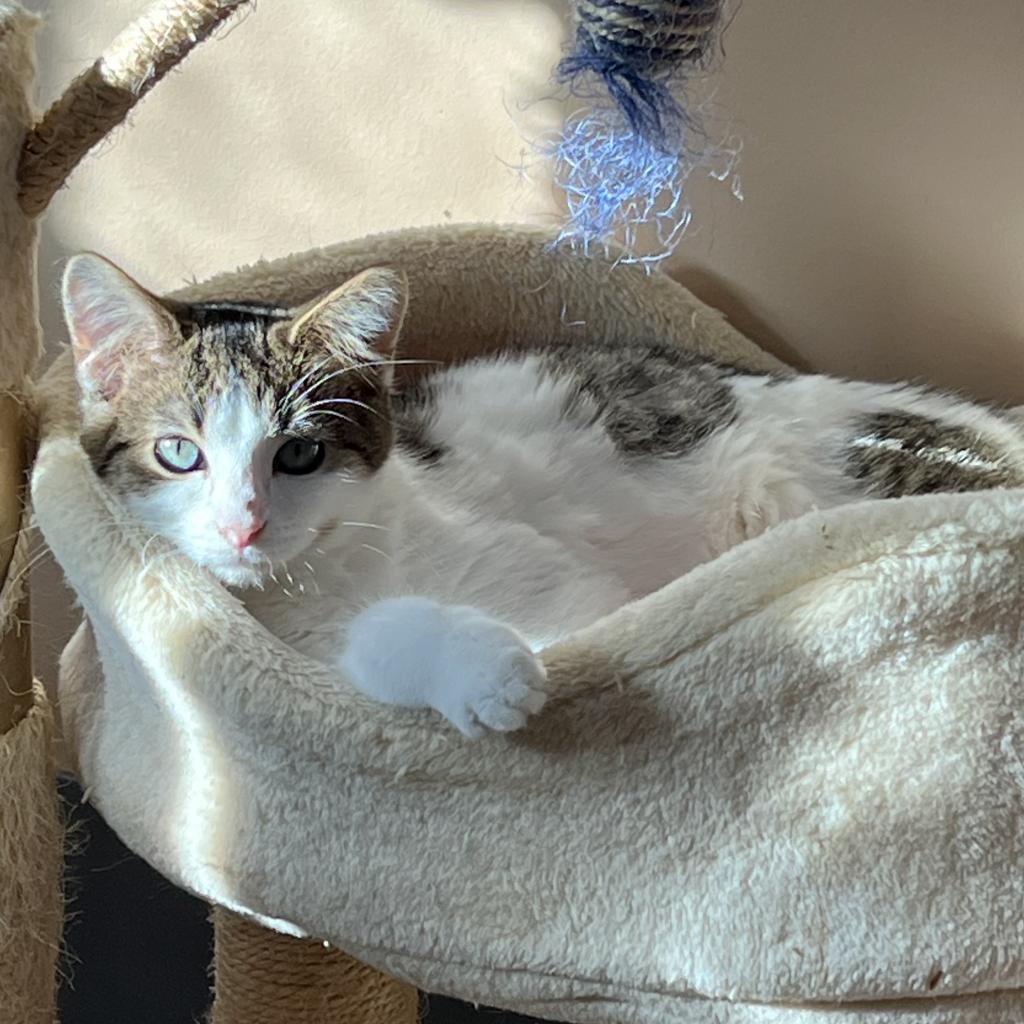 Milo, an adoptable Domestic Short Hair in Wadena, MN, 56482 | Photo Image 2