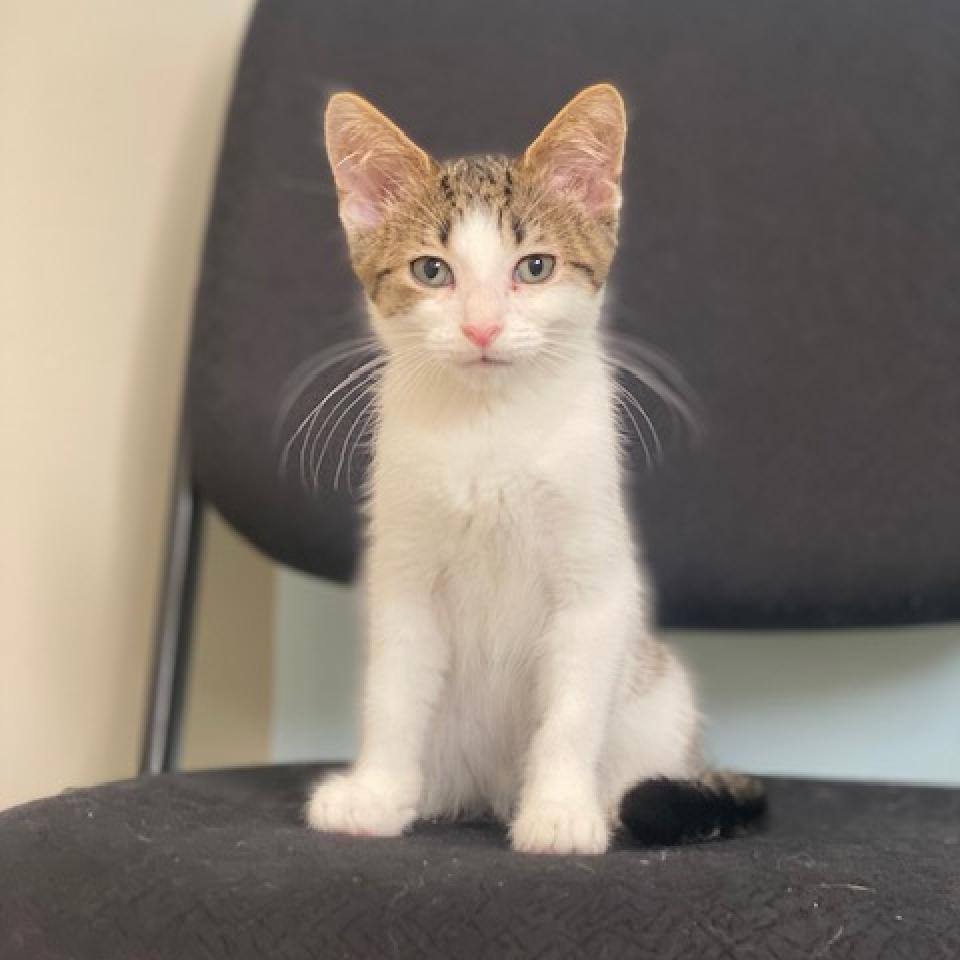 Milo, an adoptable Domestic Short Hair in Wadena, MN, 56482 | Photo Image 4