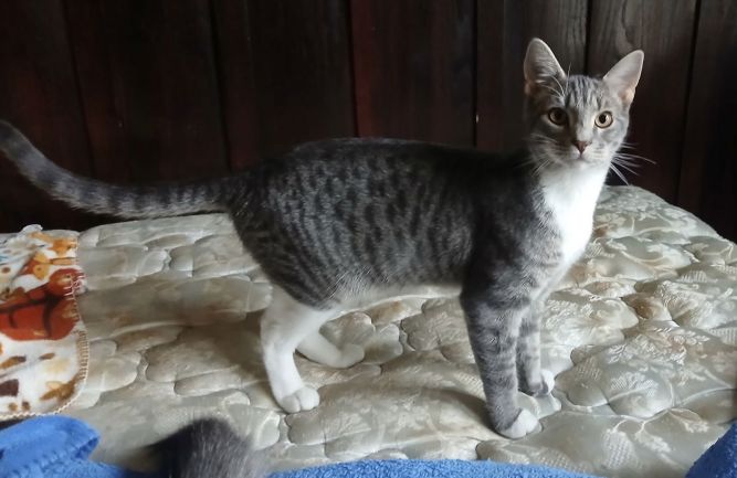 Junior