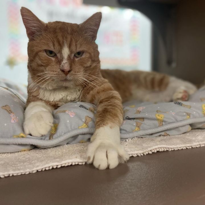 O'Malley 1