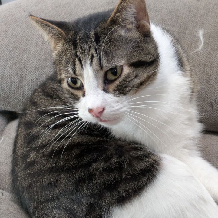 Mr Cat 2