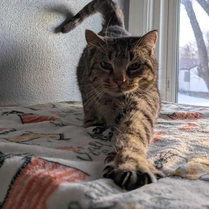 Minerva