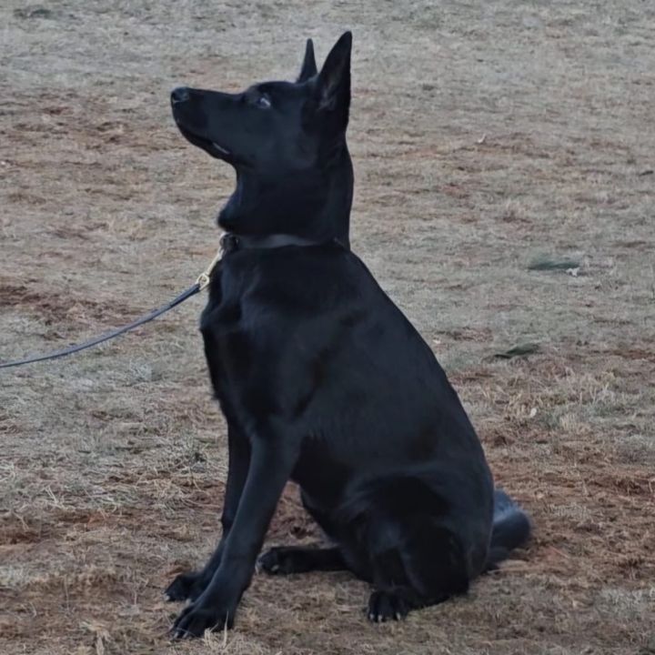 Kona 6
