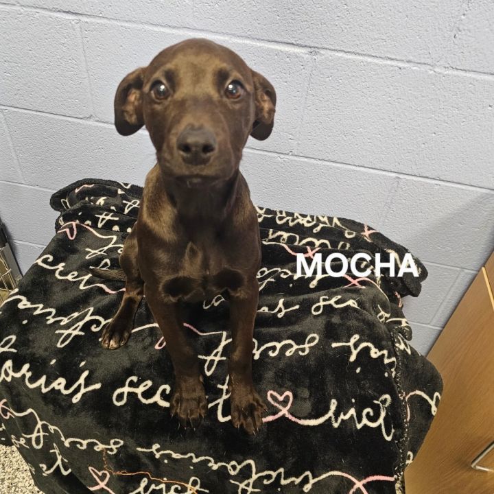 Mocha 1