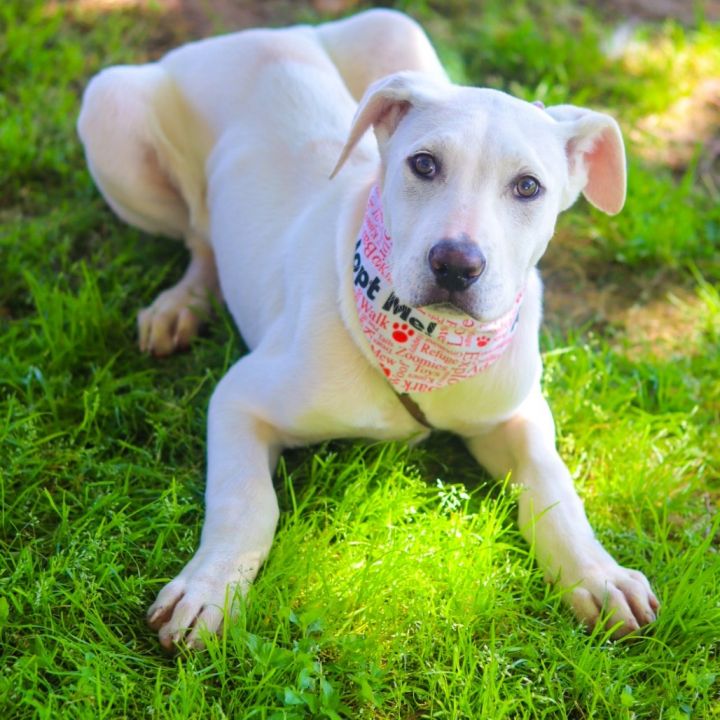 Dottie 25-02-048 1