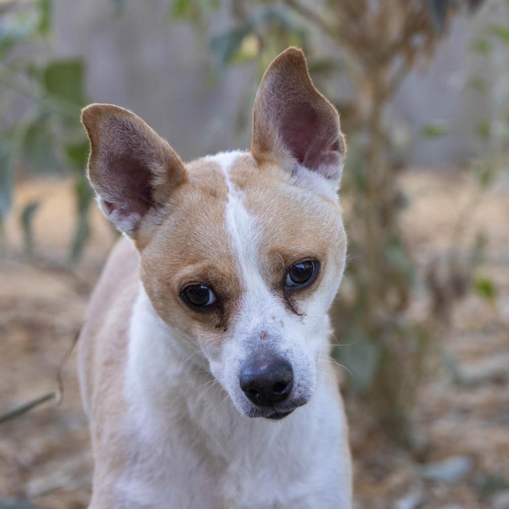 Milo